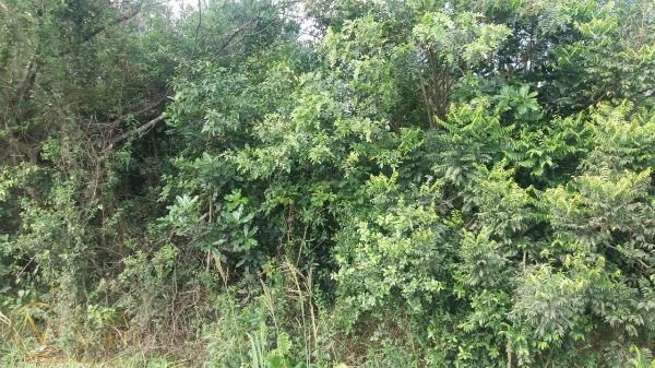 Terreno à venda  com 2100m², Estrada João Antônio Silveira no bairro Restinga em Porto Alegre