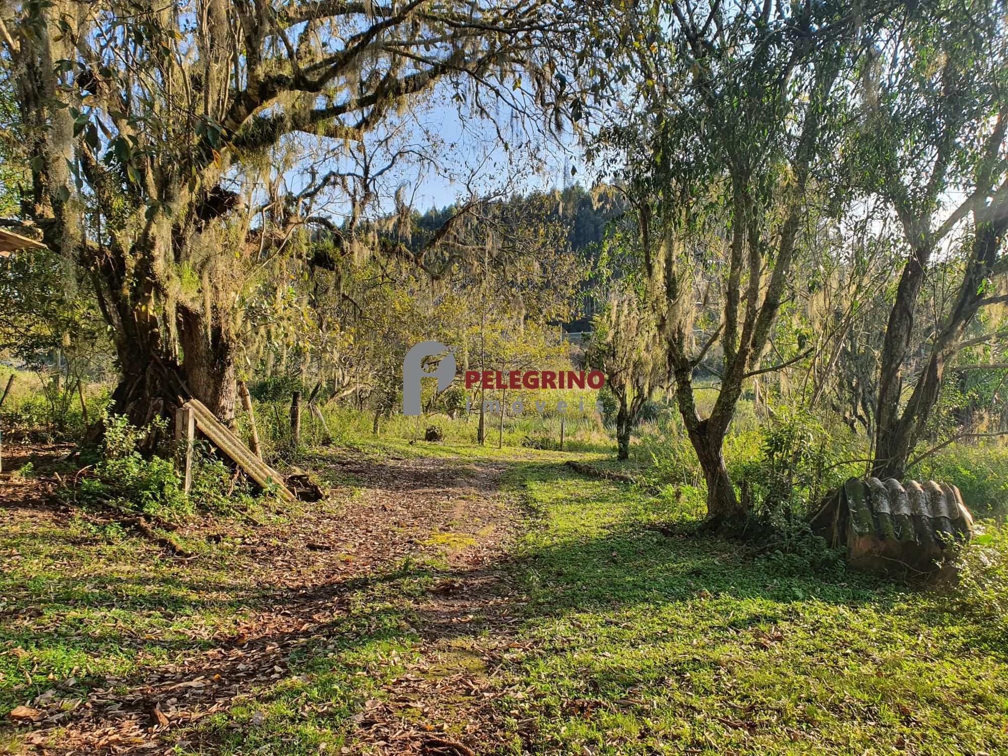 Pelegrino Imóveis vende chacára na BR 116