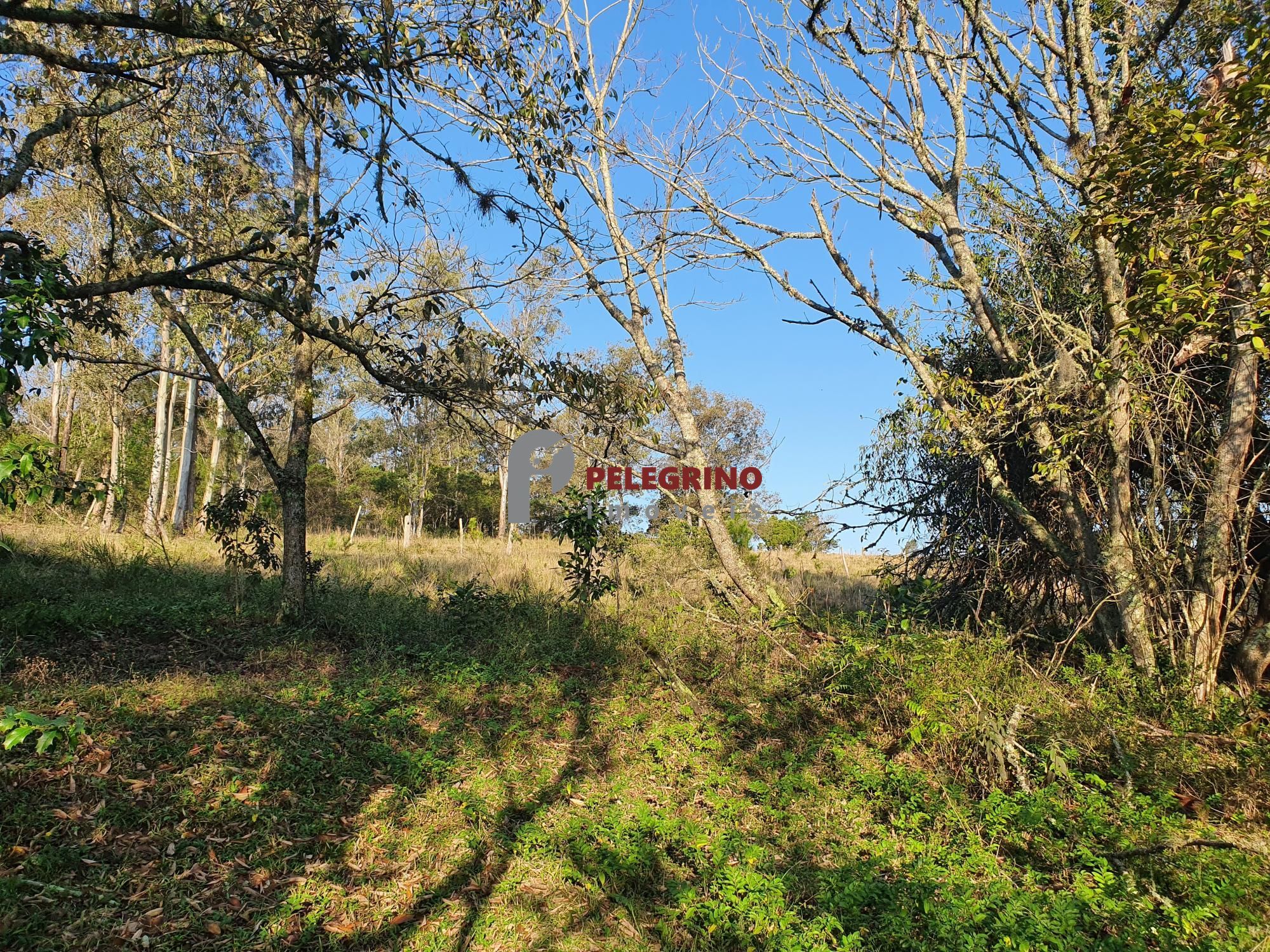 Pelegrino Imóveis vende chacára na BR 116
