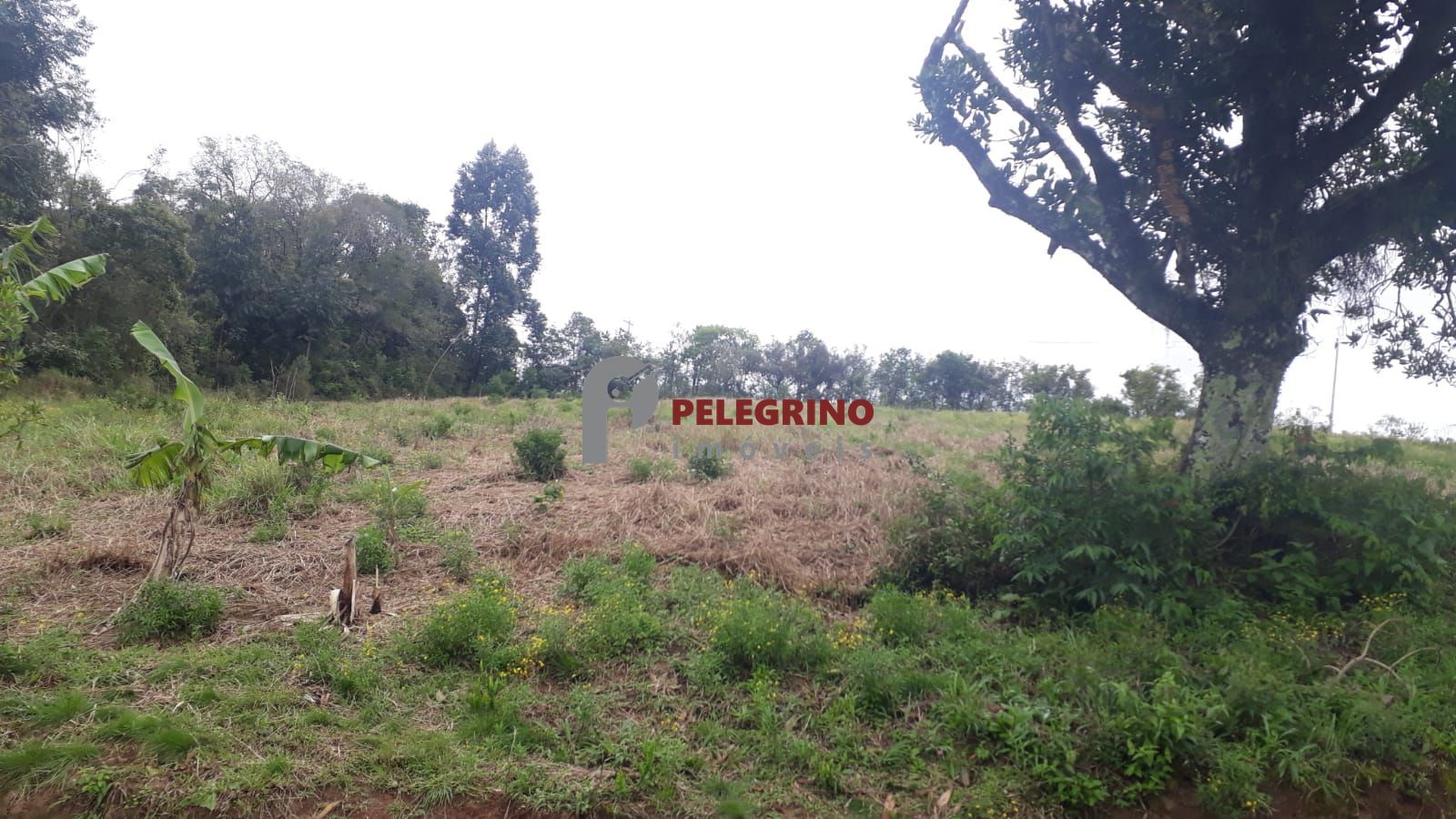 Pelegrino imóveis vende propriedade em sentinela