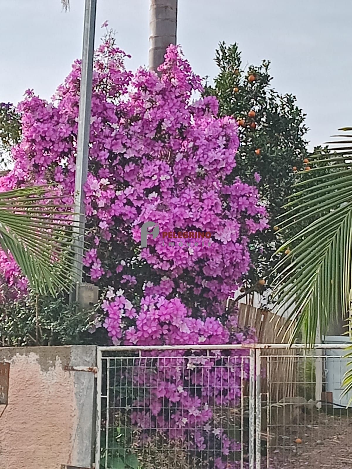Pelegrino imóveis vende casa no bairro nova tapes