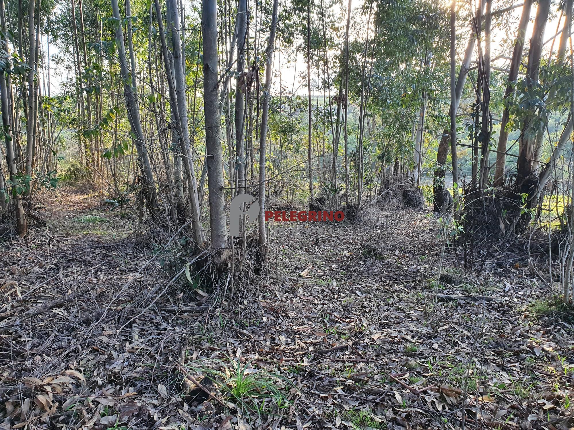 Pelegrino imóveis vende chacára na br 116