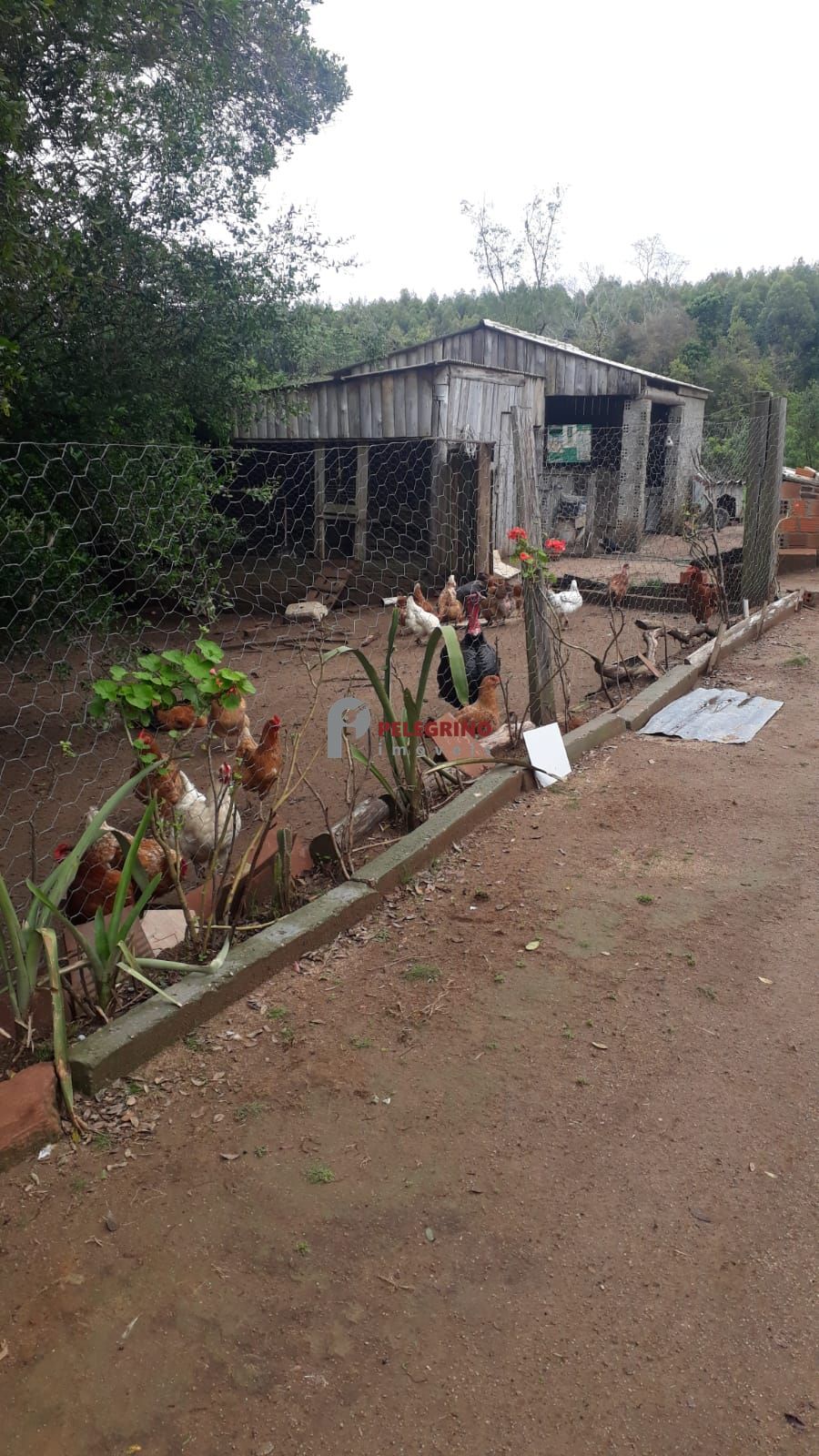 Pelegrino imóveis vende propriedade em sentinela