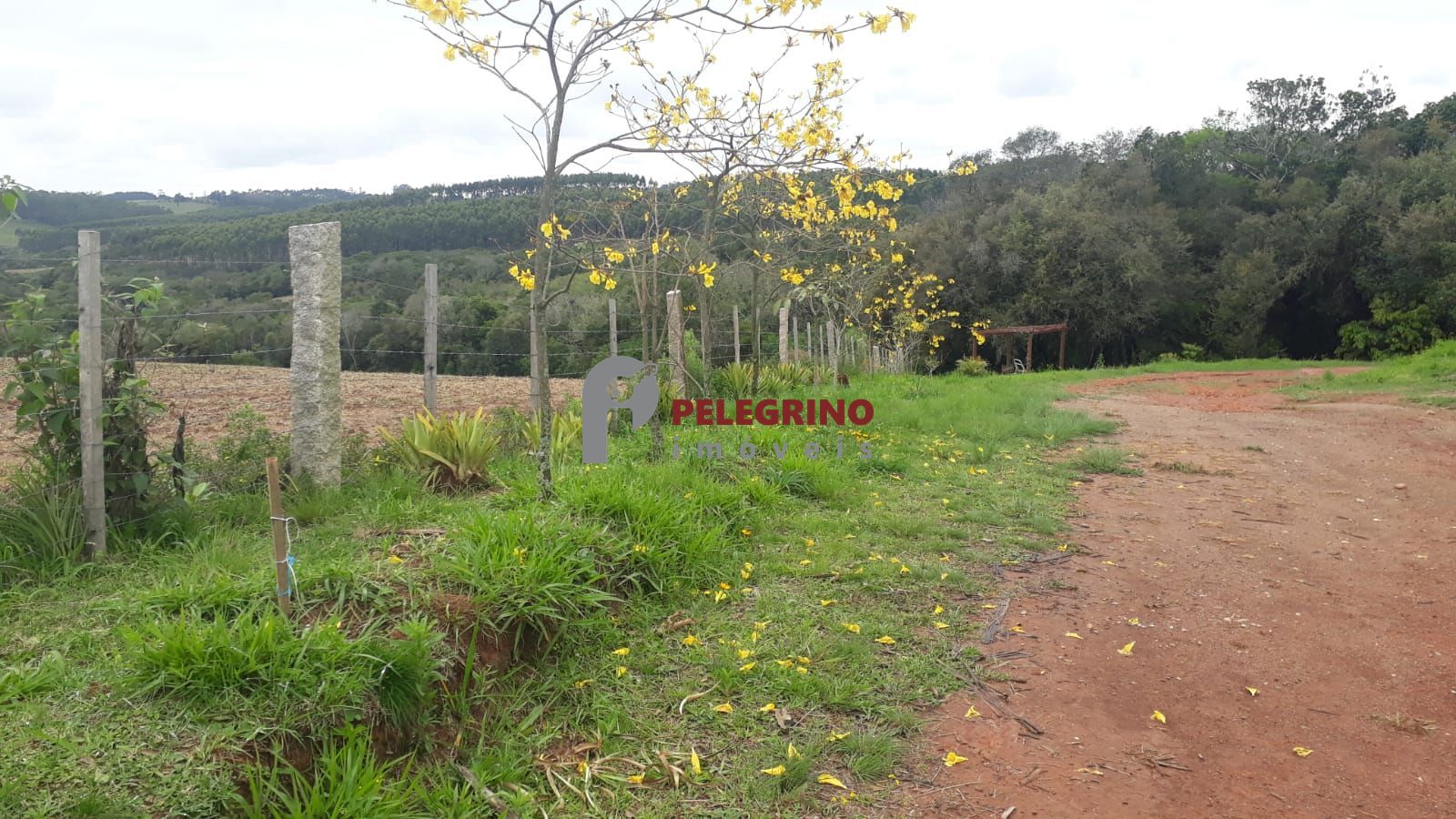 Pelegrino imóveis vende propriedade em sentinela