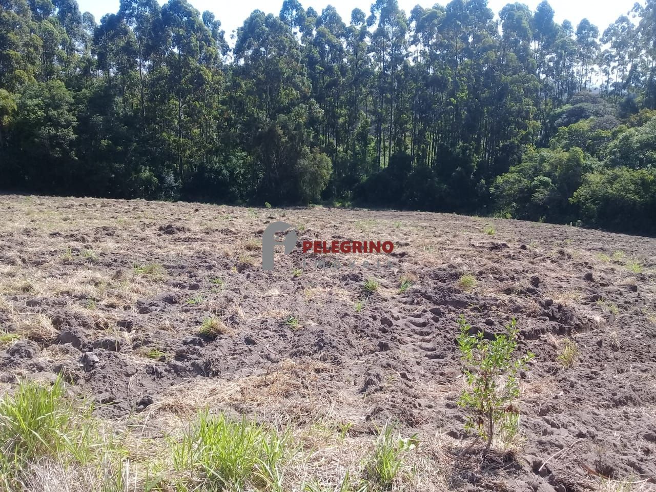 Pelegrino imóveis vende propriedade em sentinela do sul