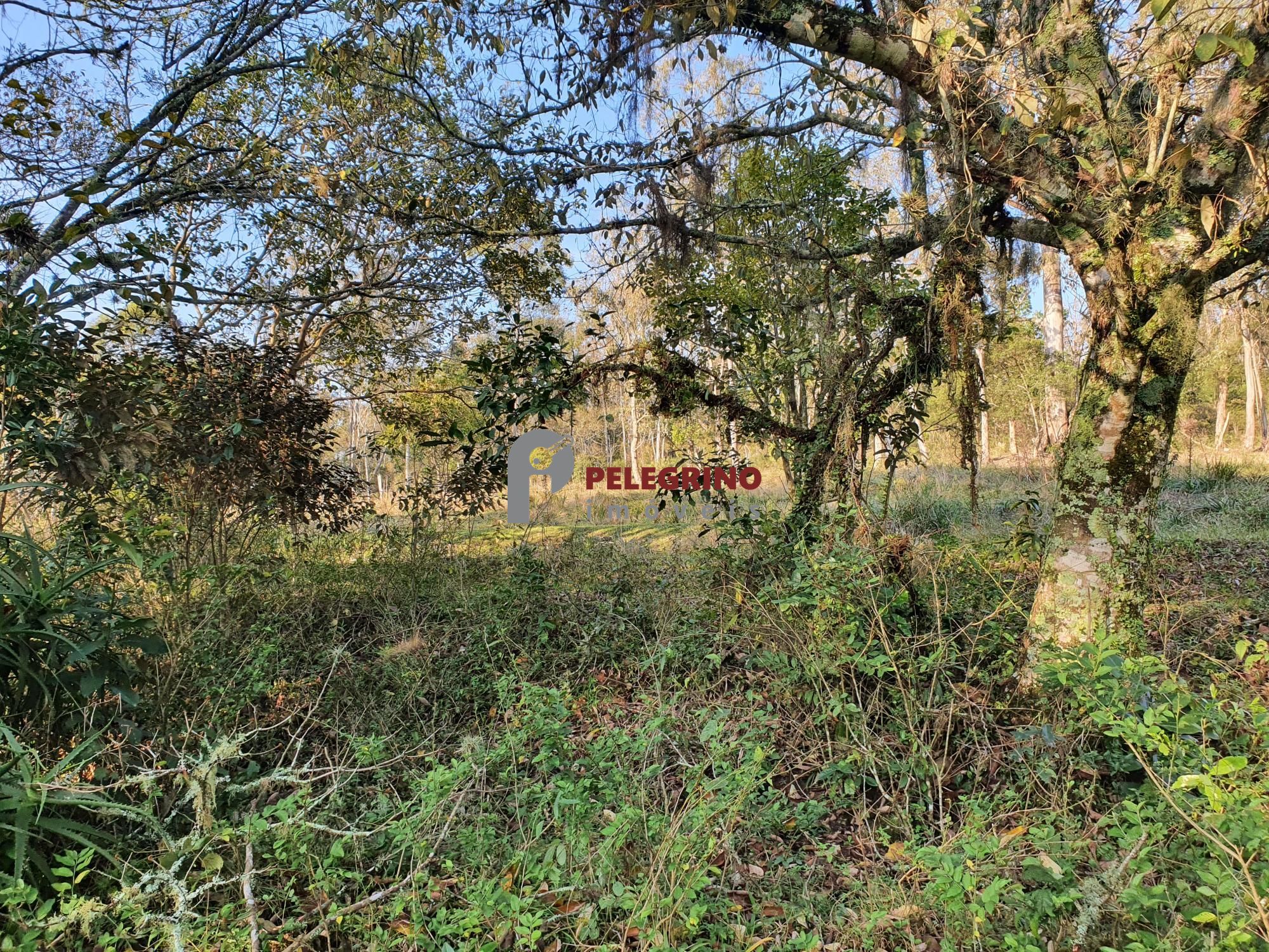 Pelegrino Imóveis vende chacára na BR 116