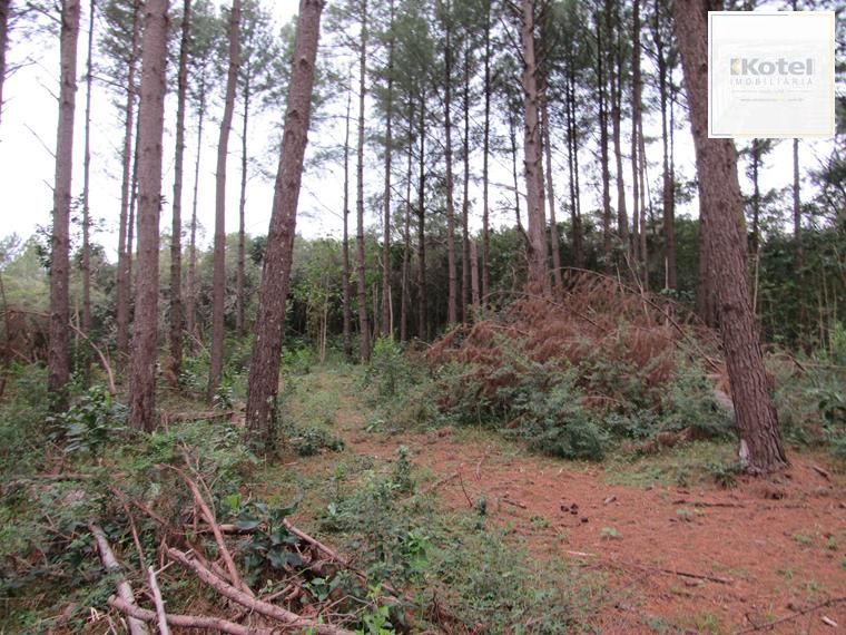 Área 53851,44 m²  no Beco da Paixão Bairro Lomba do Pinheiro — foto 2