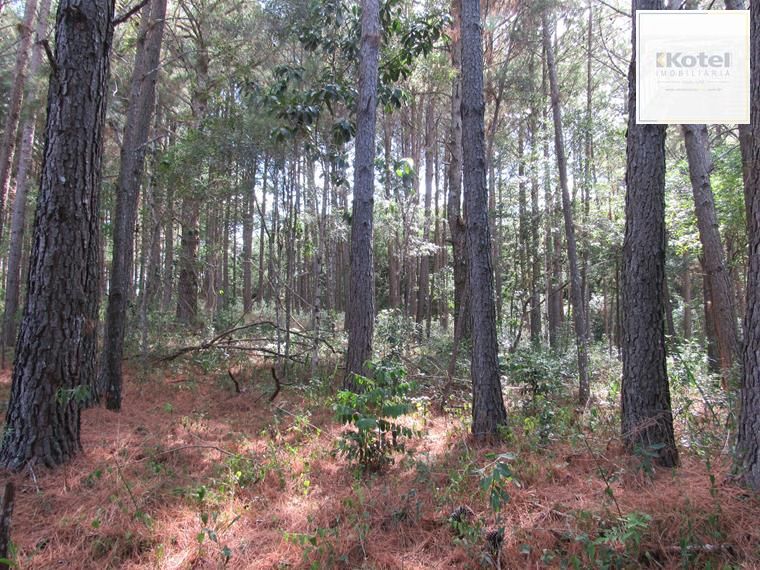 Área 53851,44 m²  no Beco da Paixão Bairro Lomba do Pinheiro — foto 3