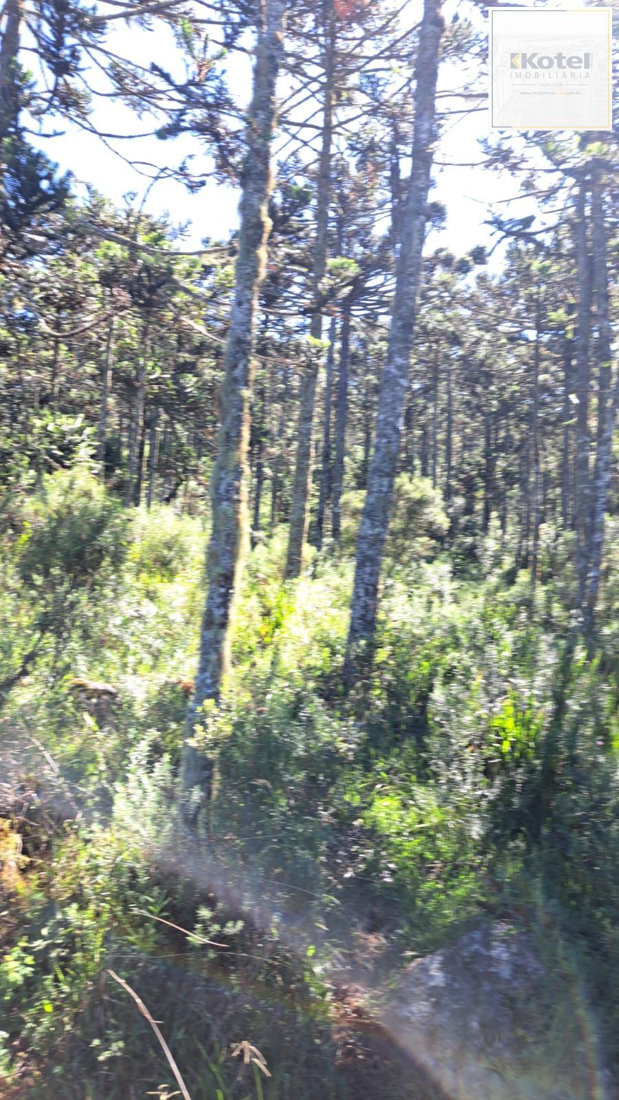 Fazenda 3 quartos à venda, 34000m², Centro - Bom Jardim da Serra — foto 5