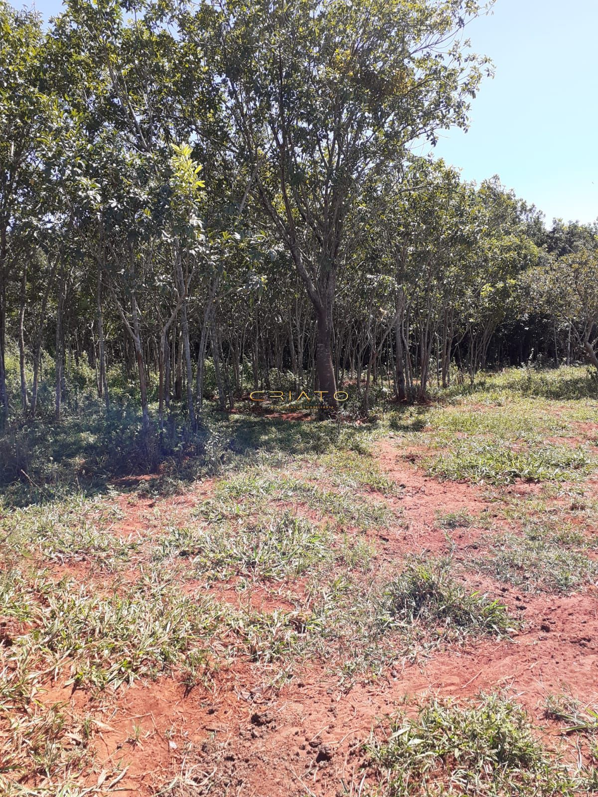 Fazenda à venda com 3 quartos, 20000m² - Foto 24