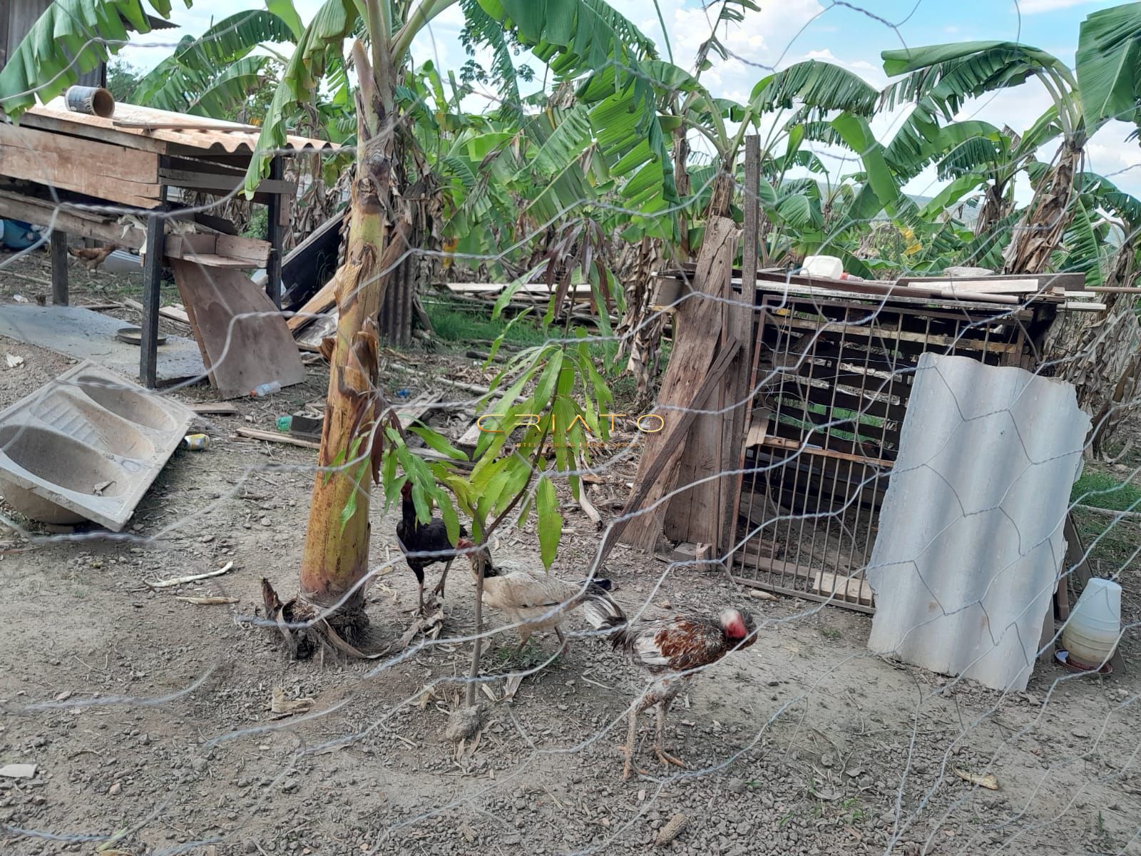 Chácara à venda com 3 quartos, 150m² - Foto 13