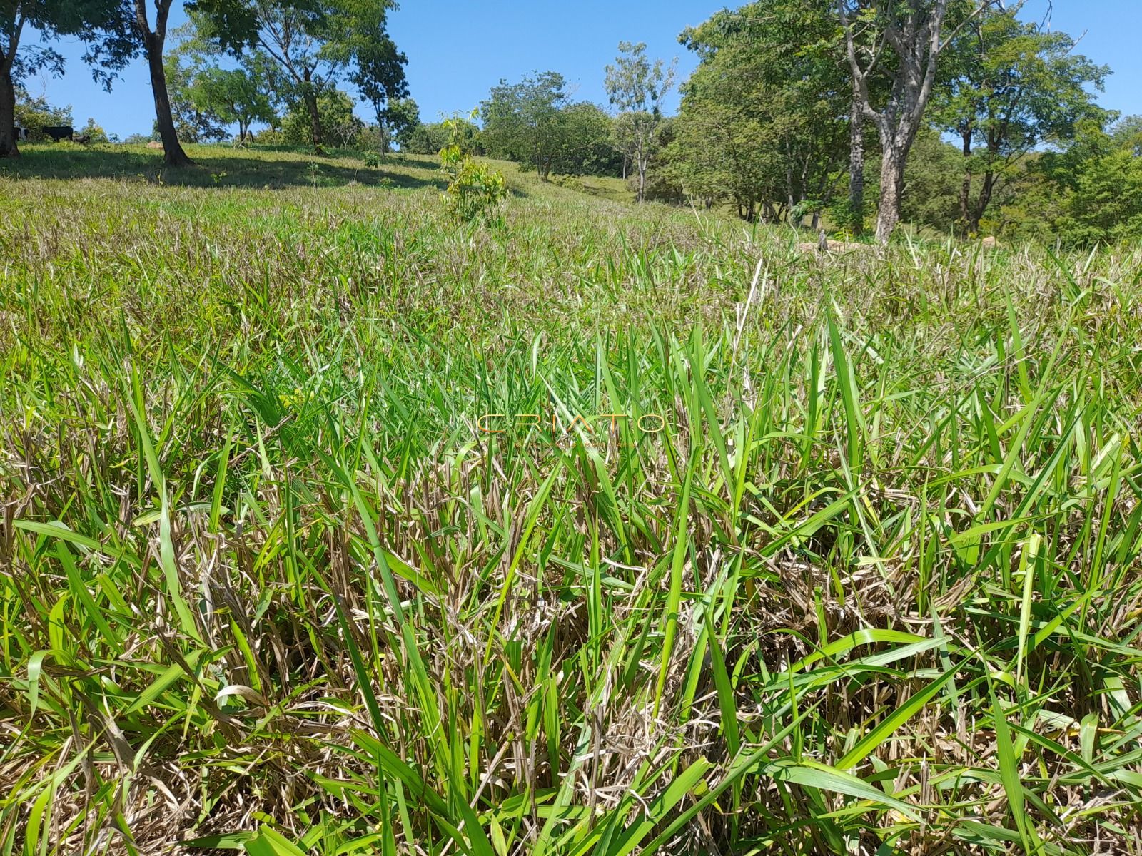 Fazenda, 145 hectares - Foto 2