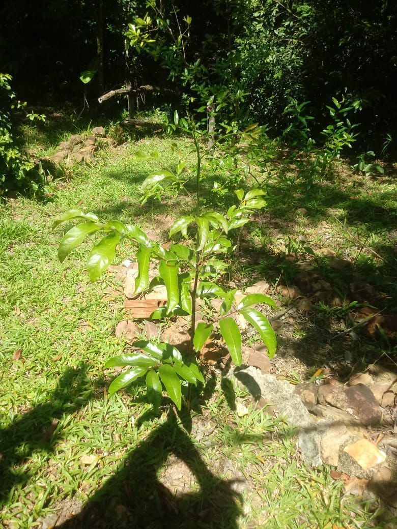 Fazenda/stio/chcara/haras  venda  no Zona Rural - Pirenpolis, GO. Imveis