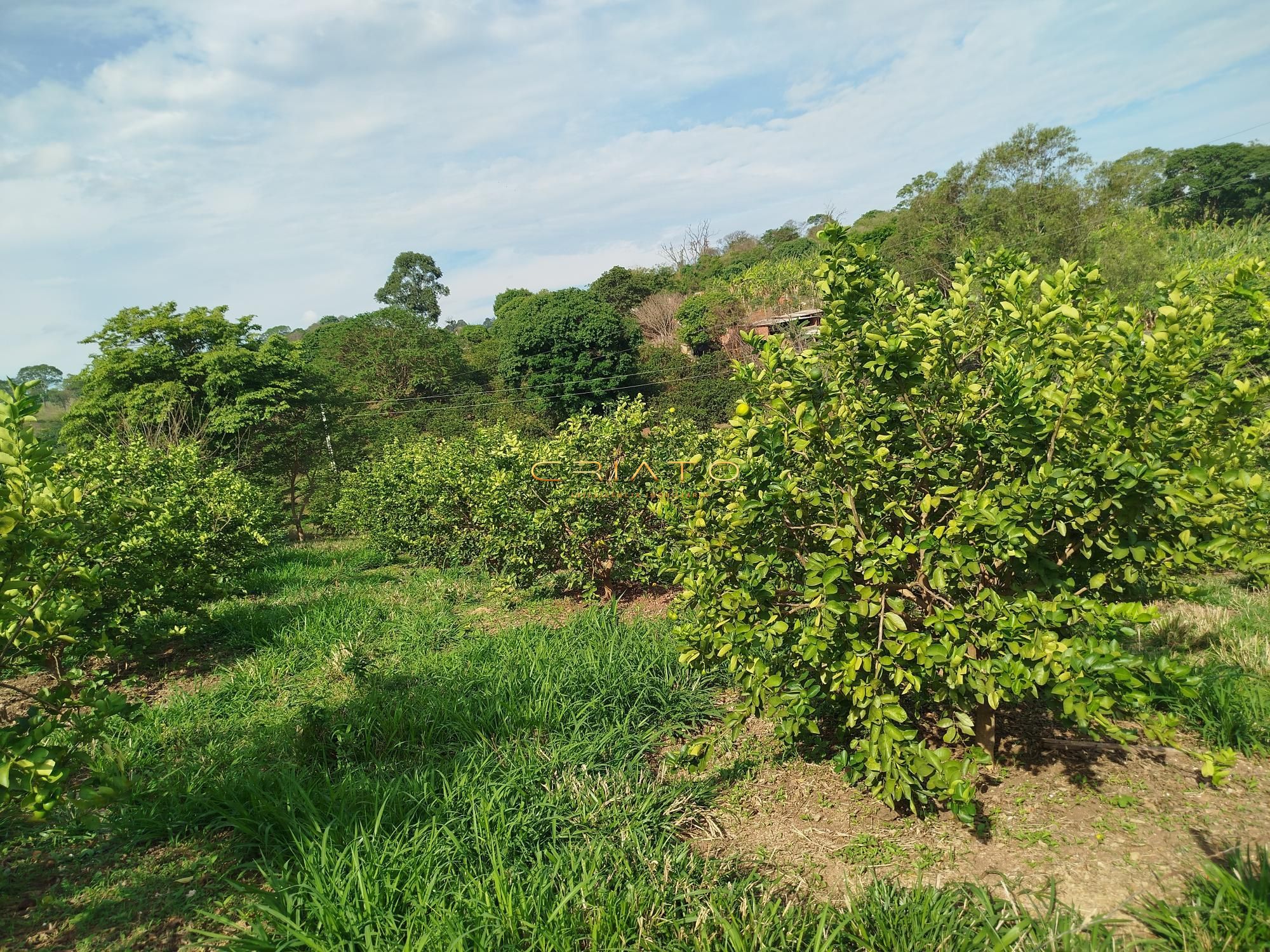 Fazenda à venda com 5 quartos, 18000m² - Foto 12