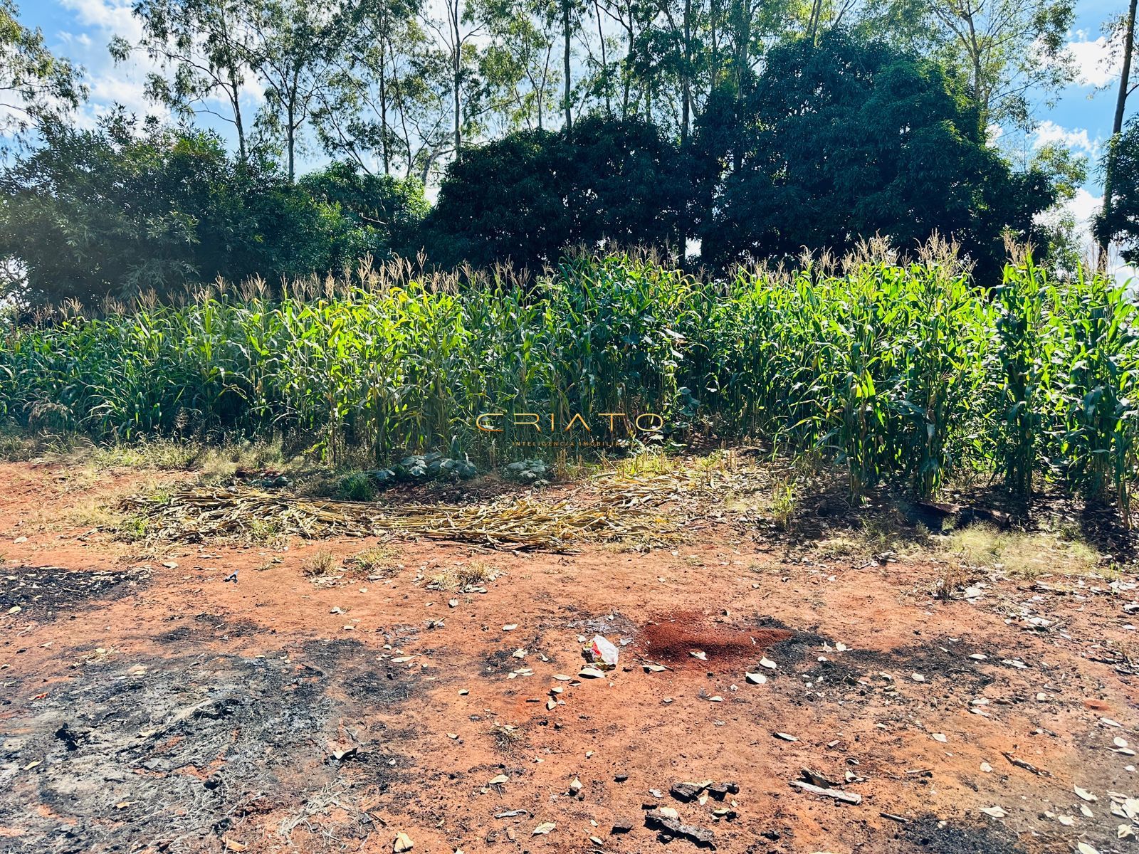 Fazenda à venda com 2 quartos, 40000m² - Foto 13