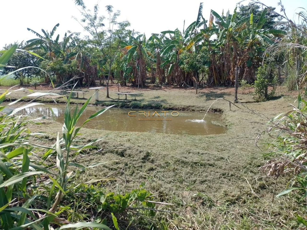 Fazenda à venda com 4 quartos, 45000000m² - Foto 12