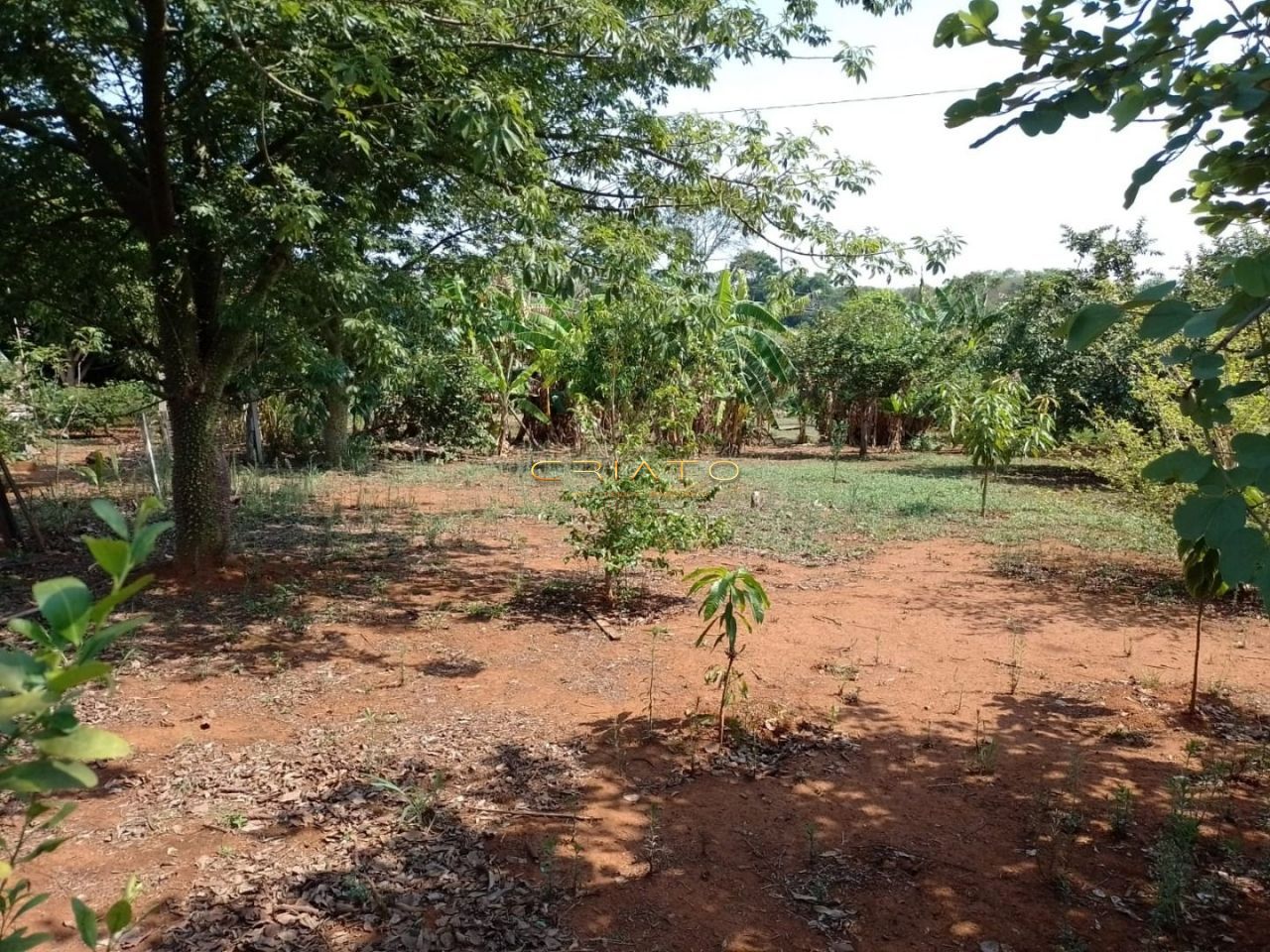 Fazenda à venda com 4 quartos, 45000000m² - Foto 11