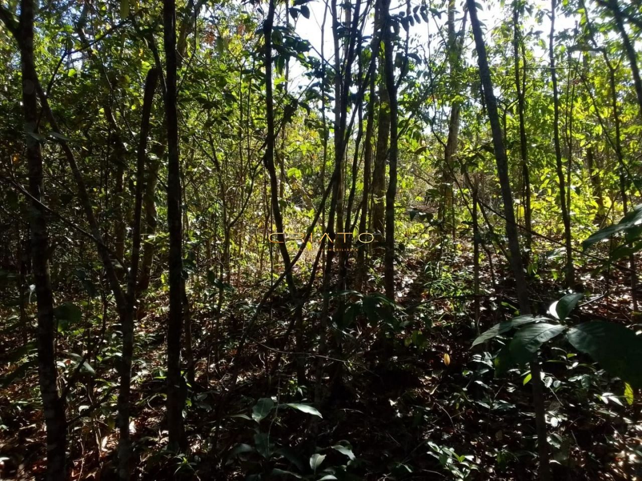 Fazenda à venda, 20000m² - Foto 4