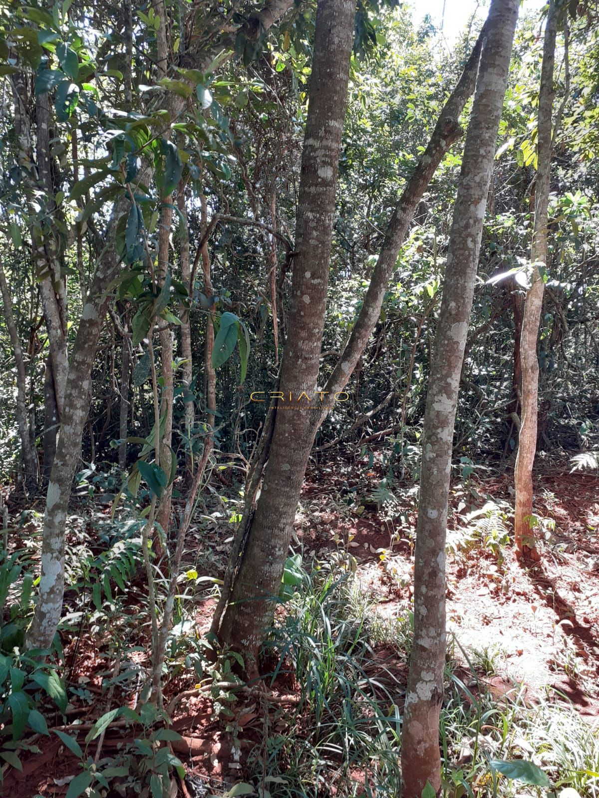 Fazenda à venda com 3 quartos, 20000m² - Foto 32