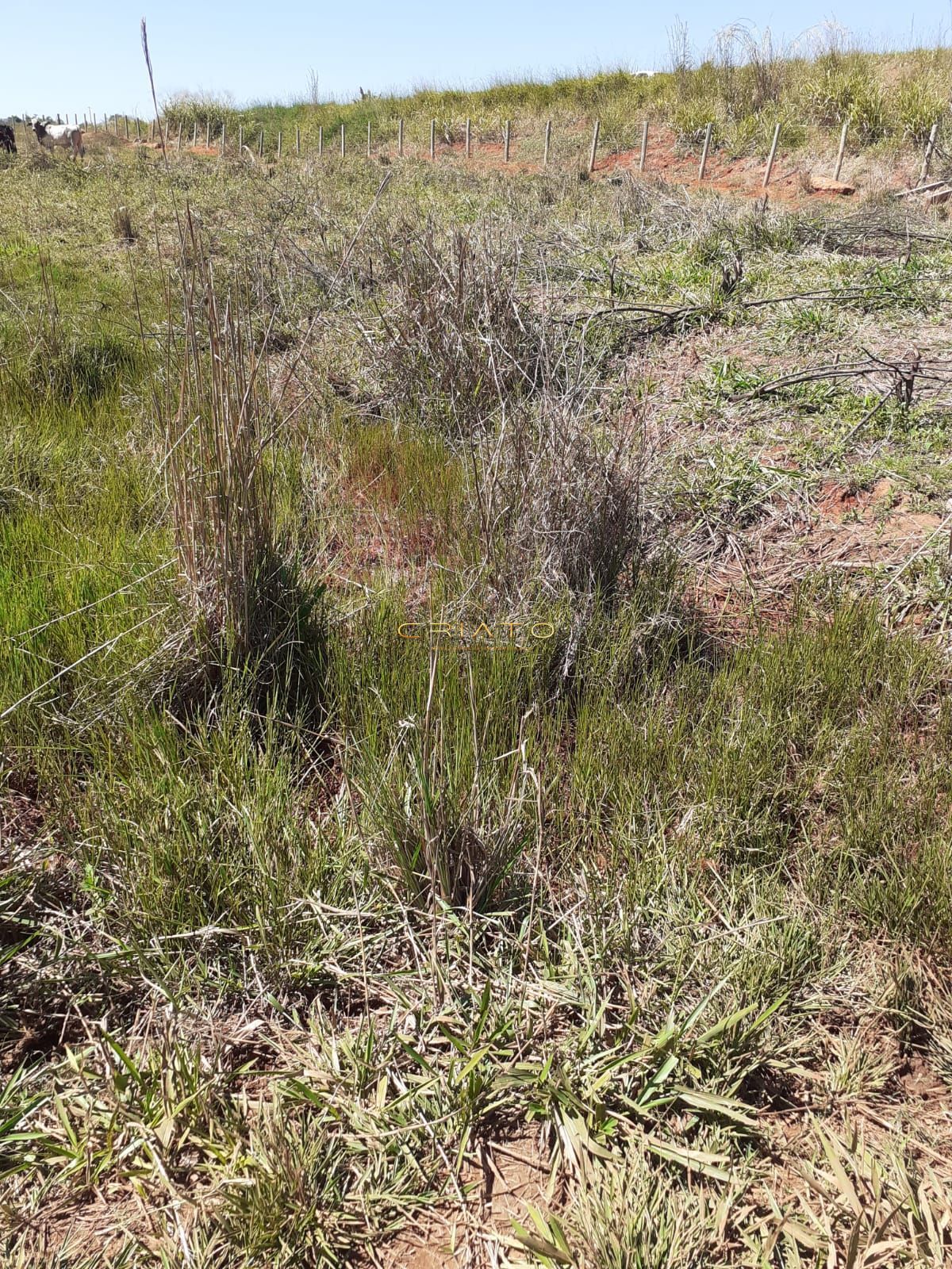 Fazenda à venda com 3 quartos, 20000m² - Foto 22