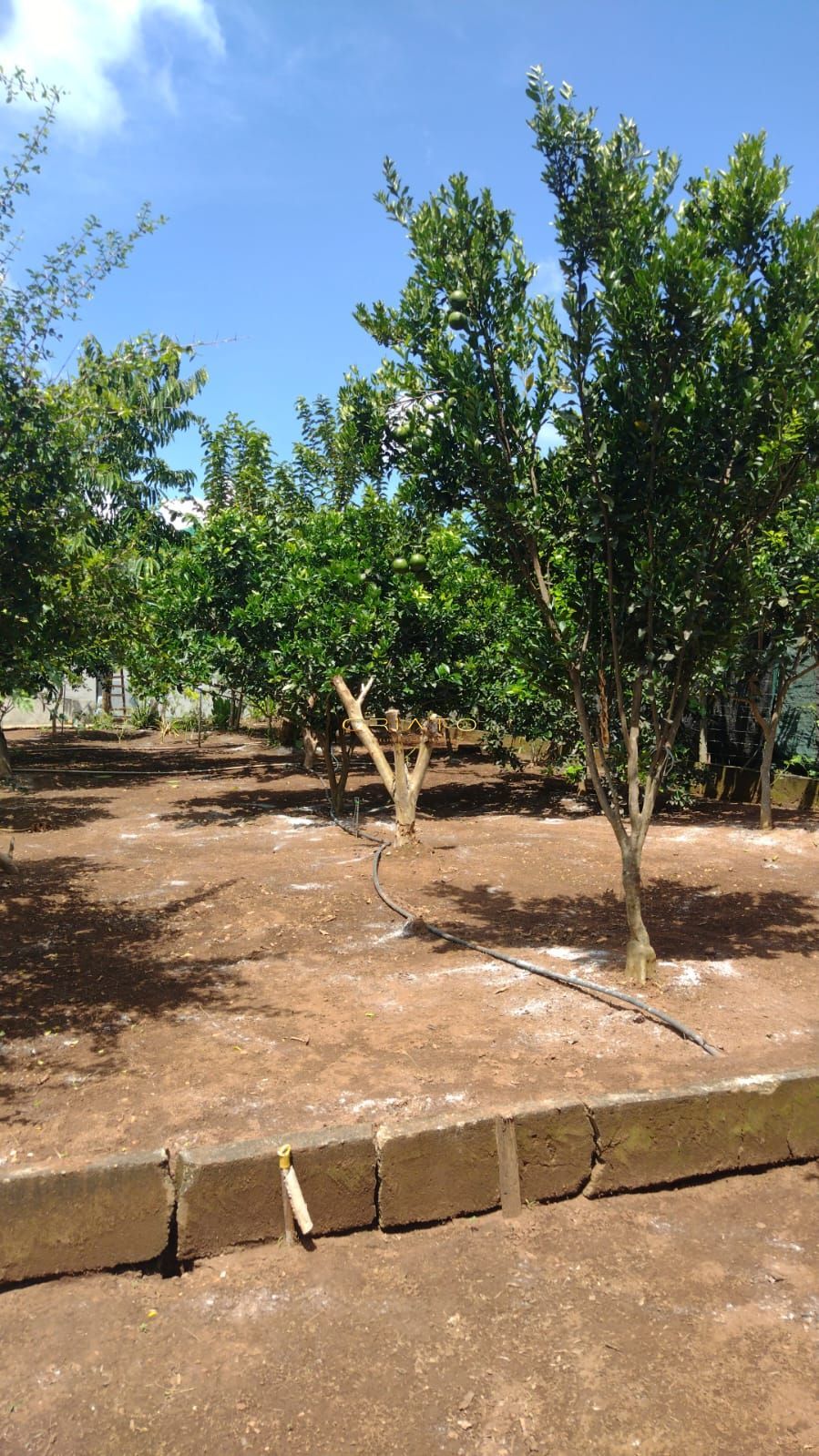 Fazenda à venda com 2 quartos, 3700m² - Foto 12