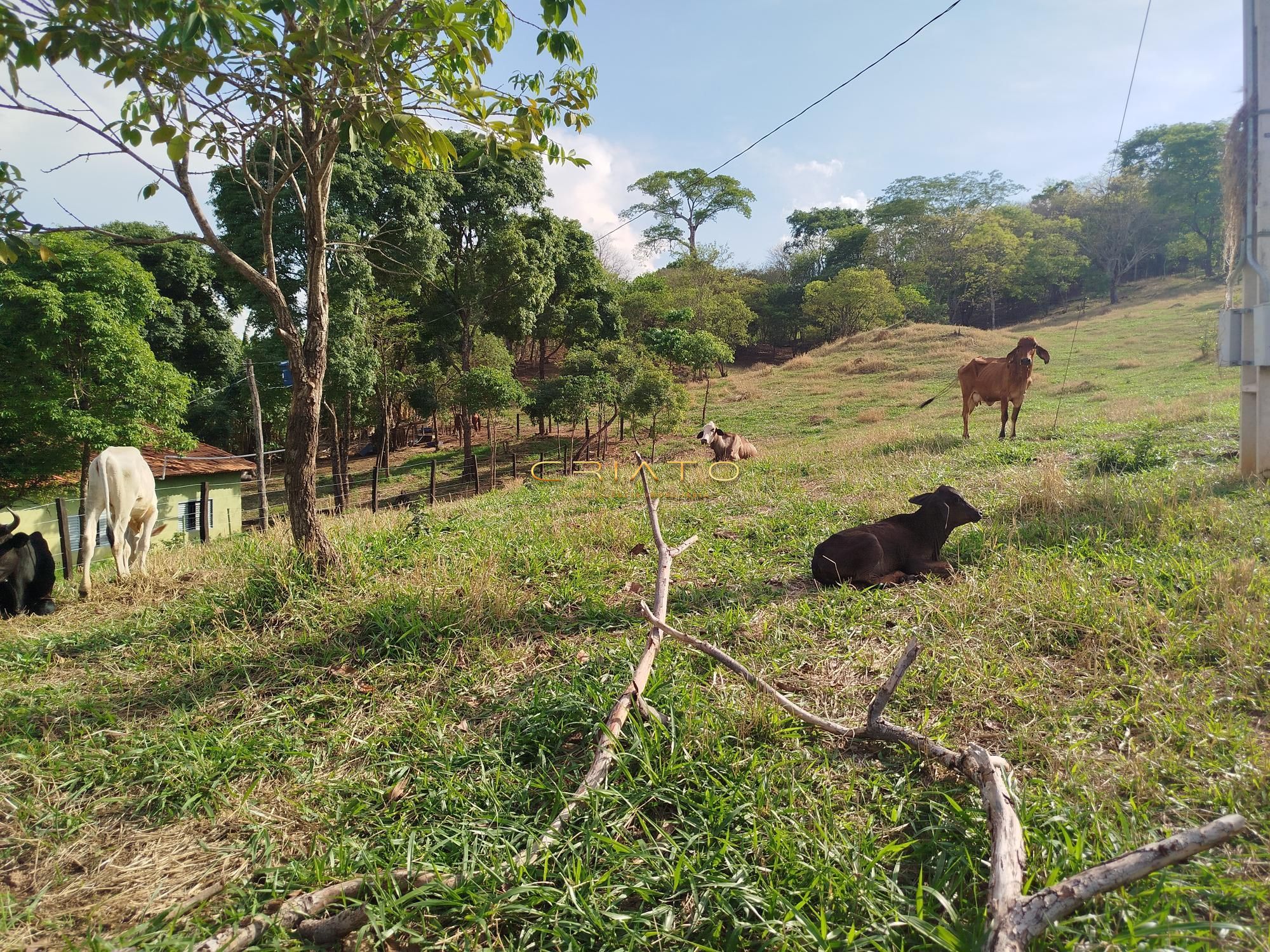 Fazenda à venda com 5 quartos, 18000m² - Foto 13