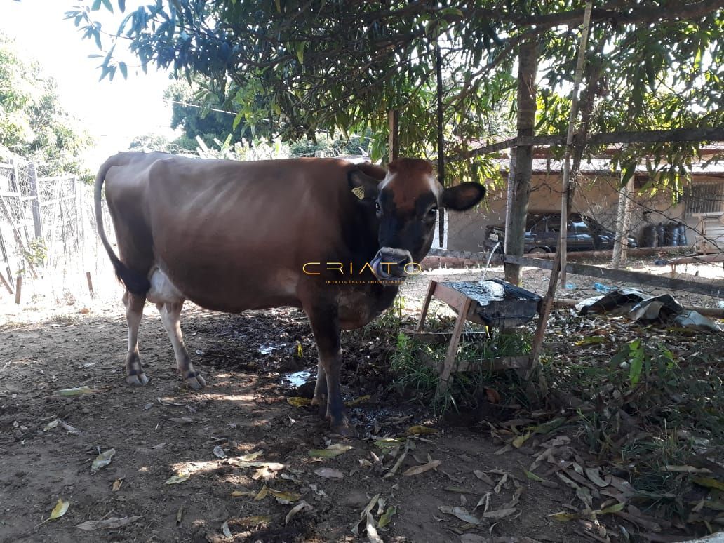 Fazenda à venda com 3 quartos, 150m² - Foto 7