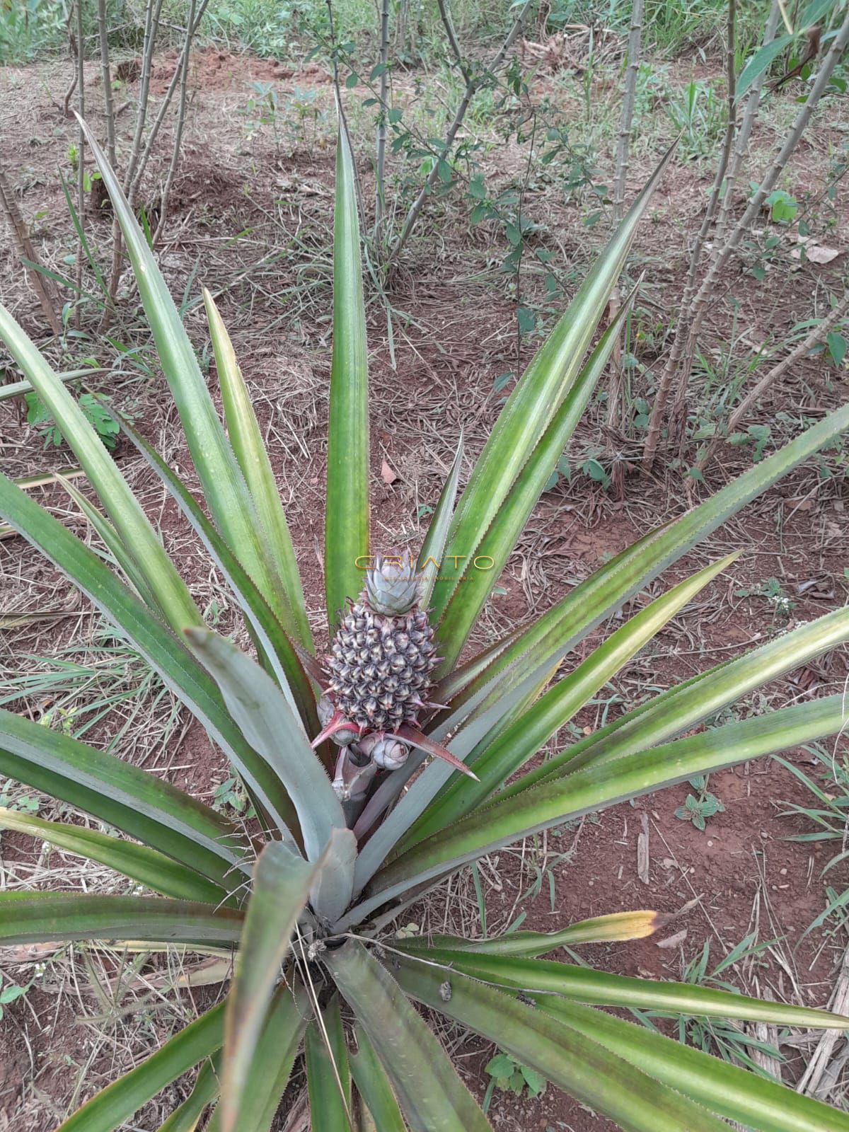 Chácara, 2 quartos, 3640 m² - Foto 15