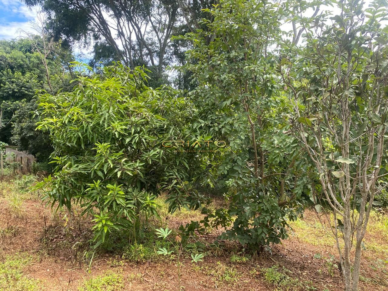 Fazenda à venda com 3 quartos, 3000m² - Foto 19