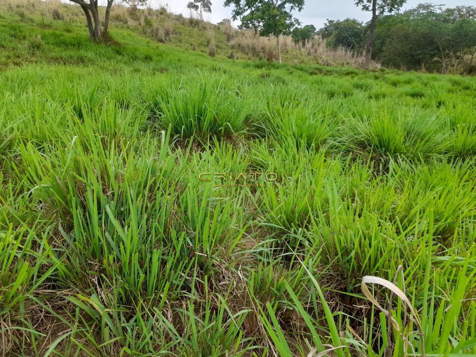 Fazenda, 145 hectares - Foto 21
