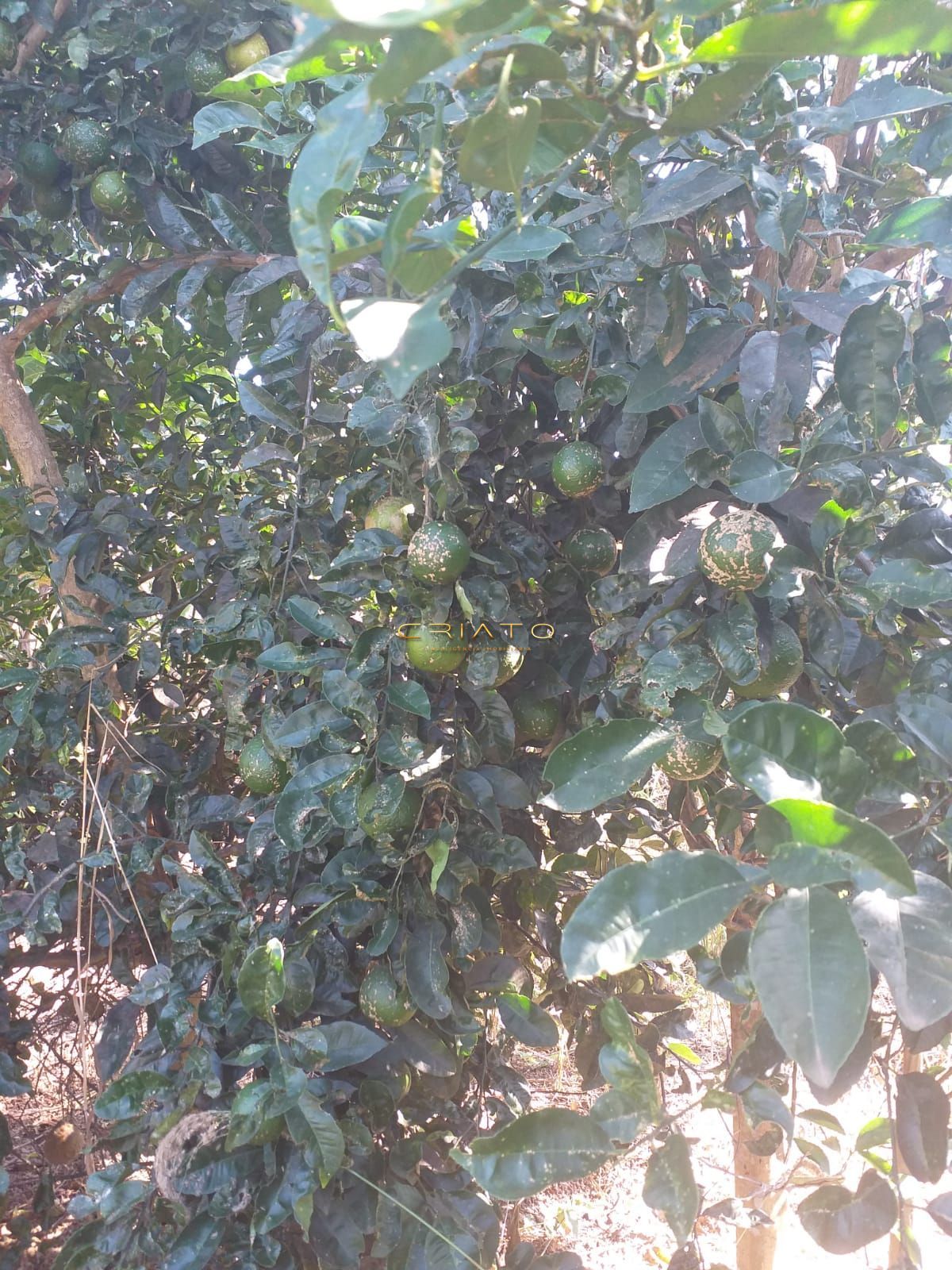 Fazenda/sítio/chácara/haras com 2 Dormitórios à venda, 13 m² por R$ 370.000,00 Fazenda/sítio/chácara/haras com 2 Dormitórios à venda, 13 m² por R$ 370.000,00