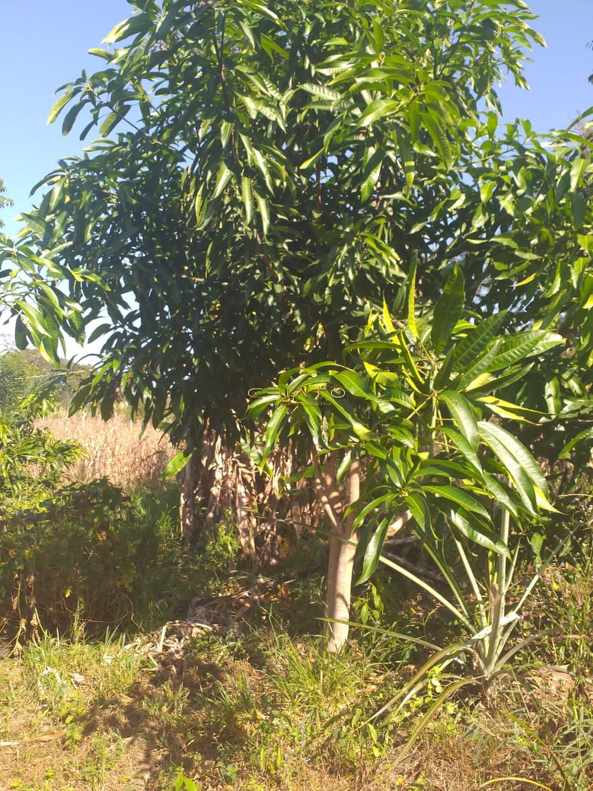 Chácara, 2 quartos, 12 m² - Foto 15