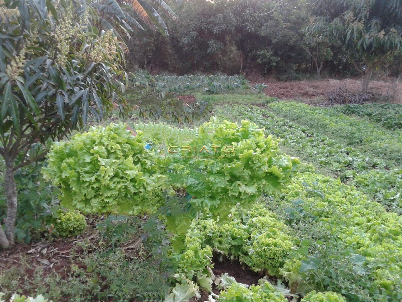 Fazenda à venda com 3 quartos, 150m² - Foto 4