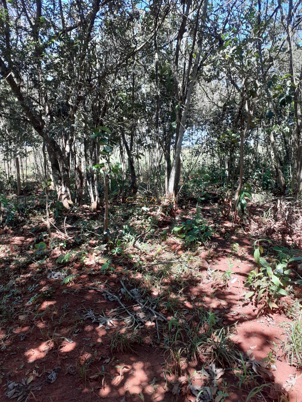 Fazenda à venda com 3 quartos, 20000m² - Foto 34