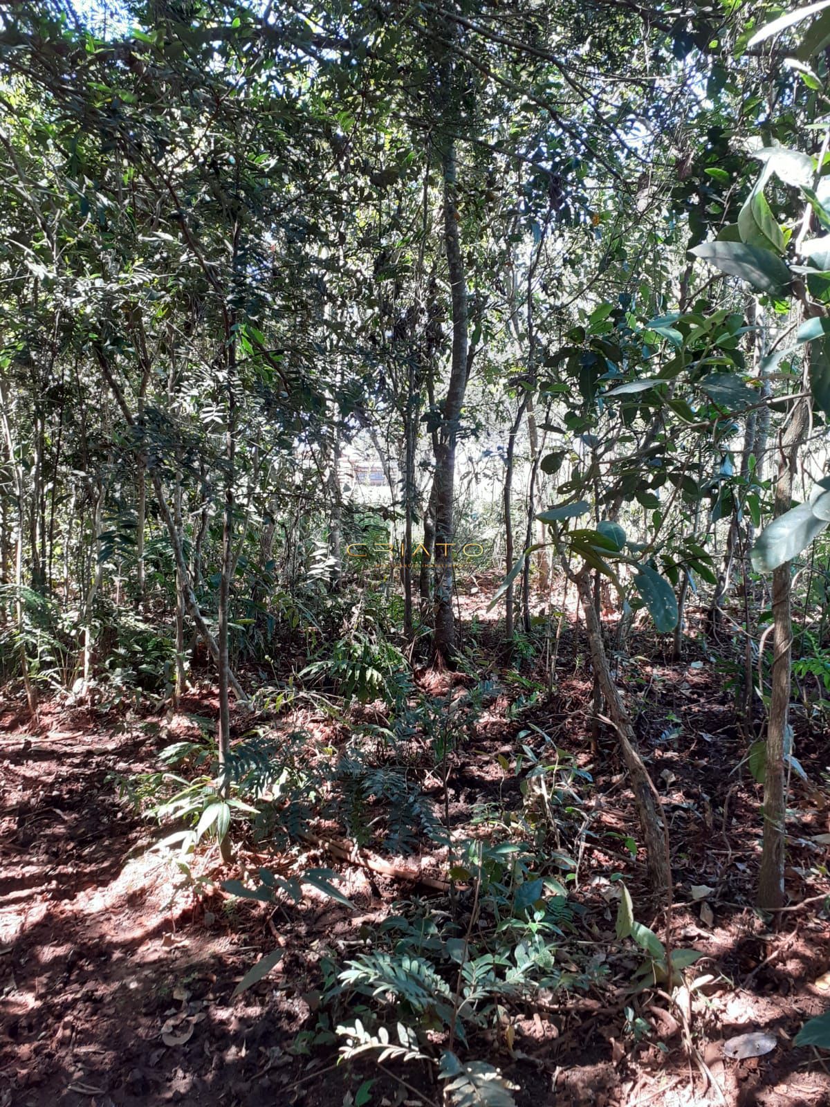 Fazenda à venda com 3 quartos, 20000m² - Foto 19