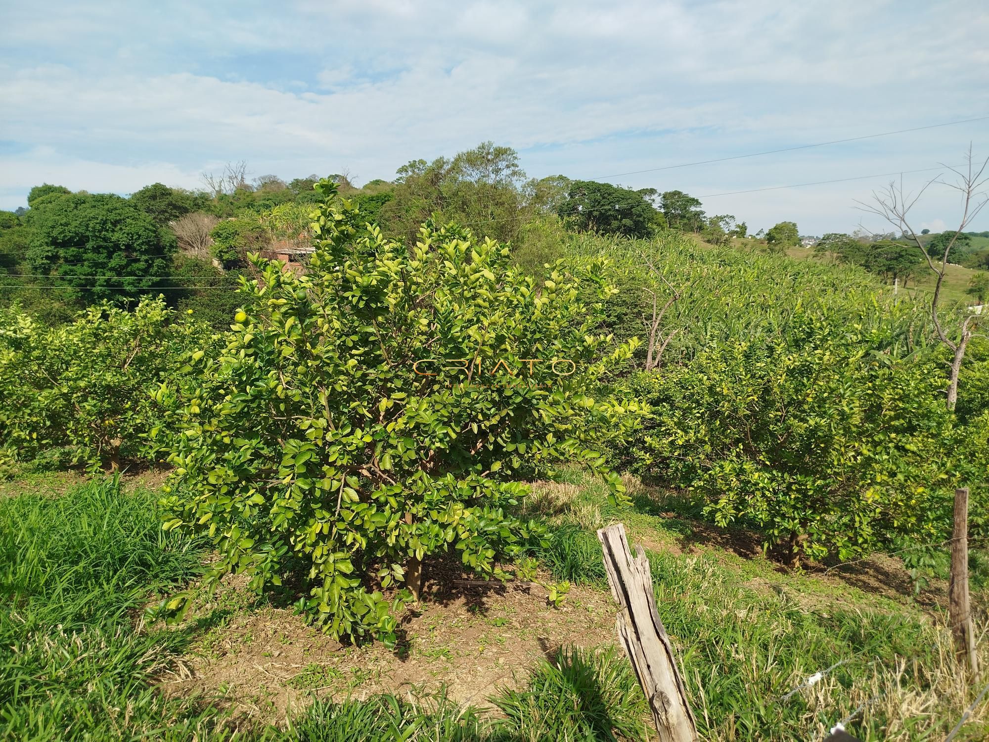 Fazenda à venda com 5 quartos, 18000m² - Foto 11