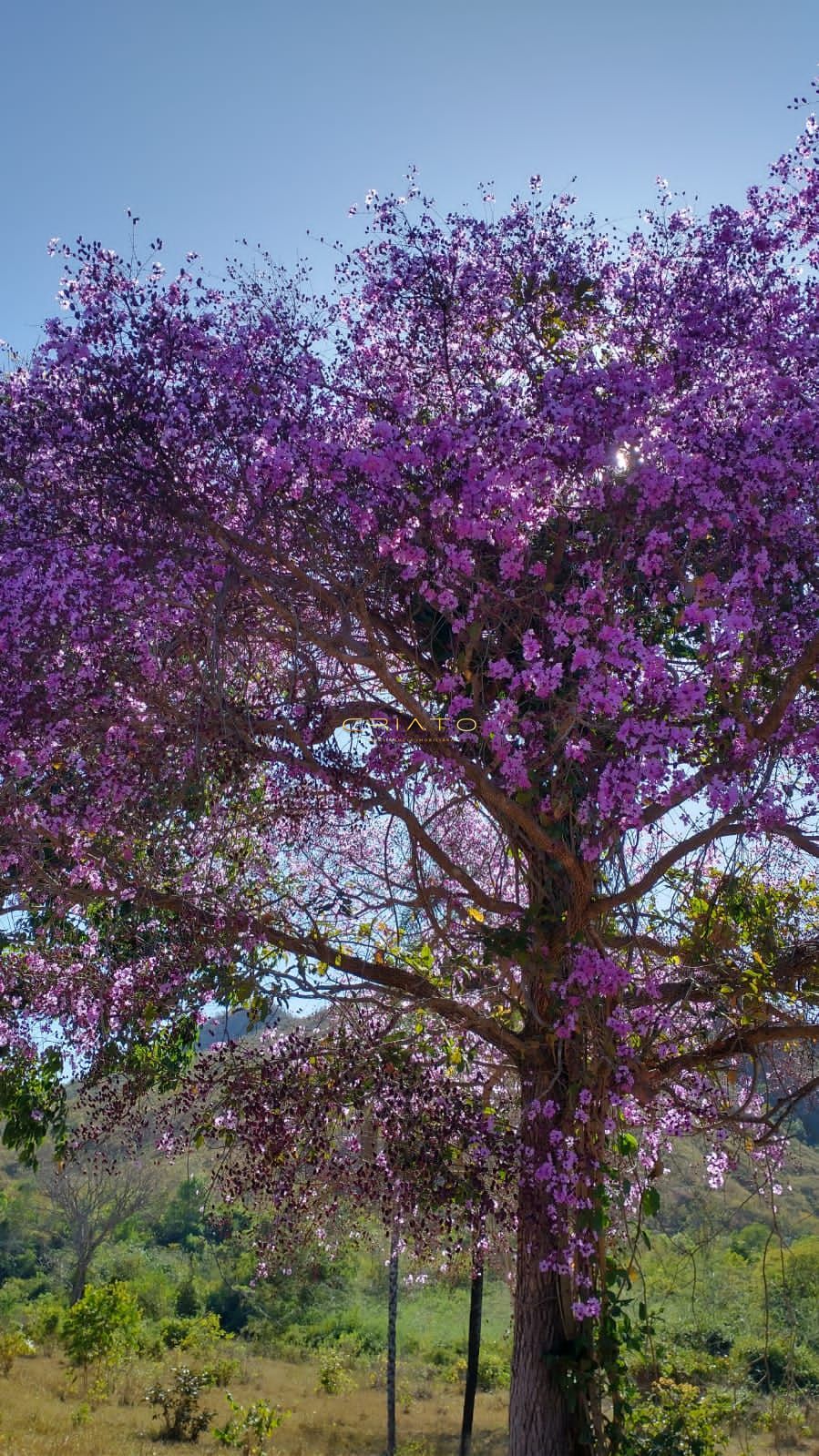 Fazenda a venda 50 mil por alqueire