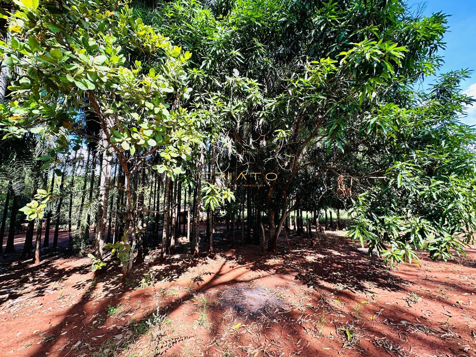 Fazenda à venda com 2 quartos, 40000m² - Foto 14