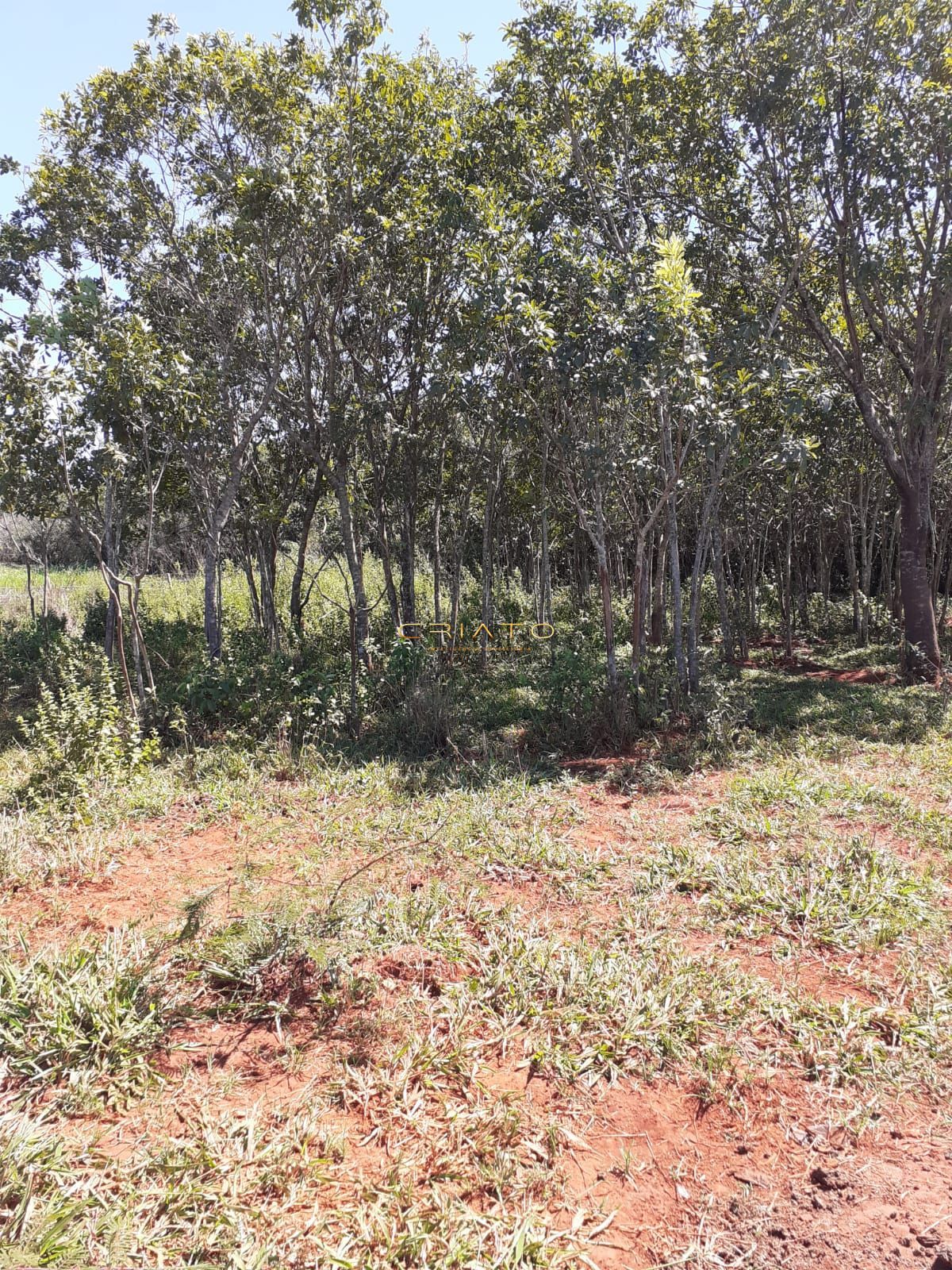 Fazenda à venda com 3 quartos, 20000m² - Foto 26