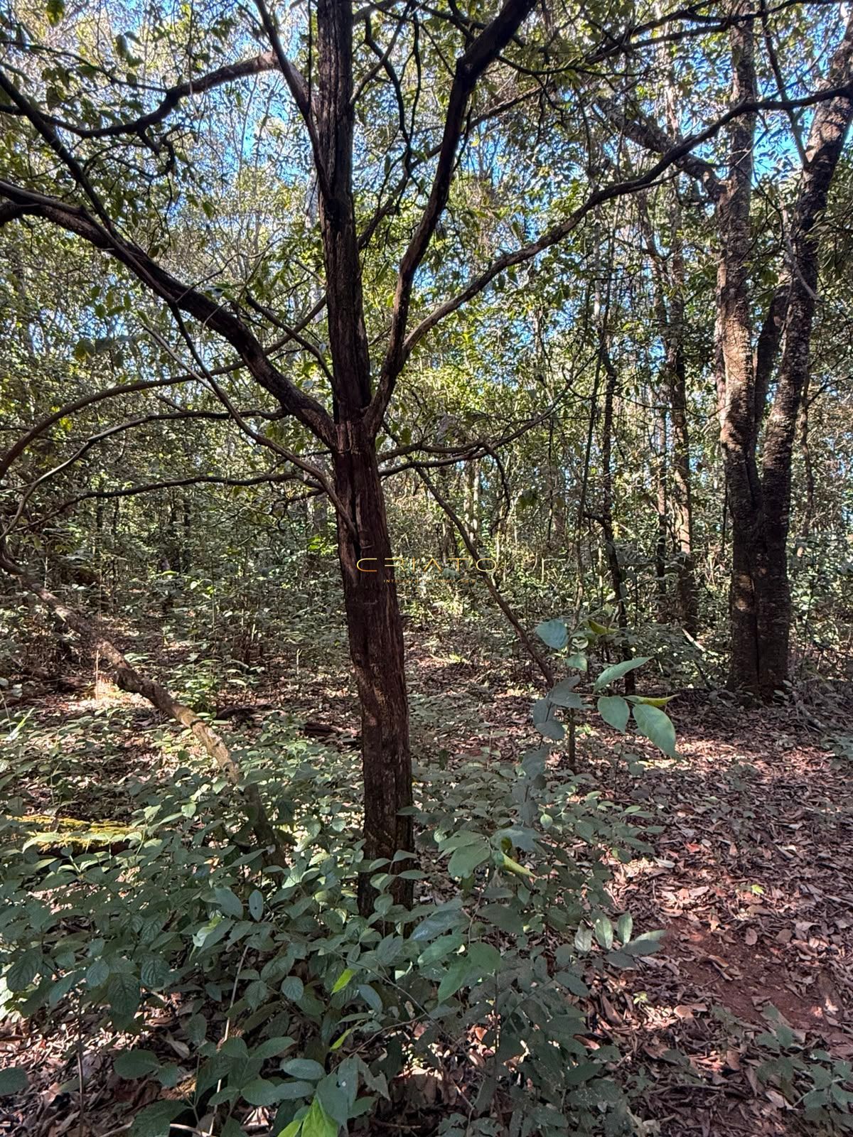 Terreno, 1200 m² - Foto 5