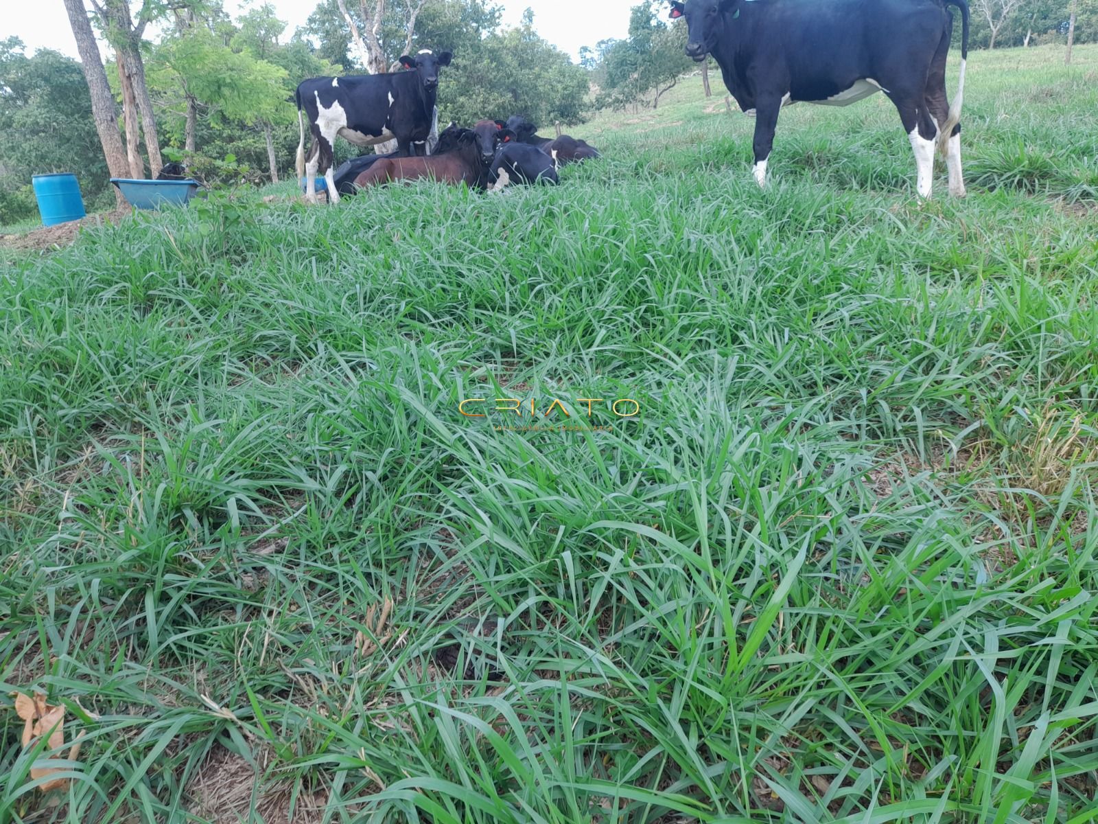 Fazenda, 145 hectares - Foto 19