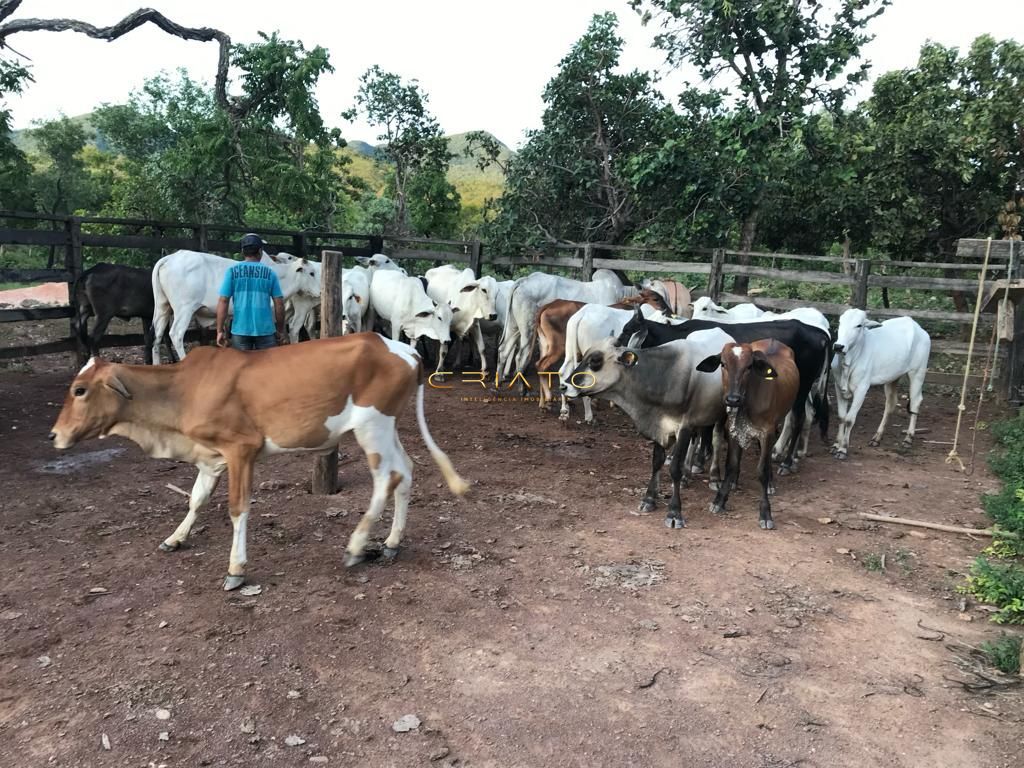 Fazenda à venda com 2 quartos, 80m² - Foto 5