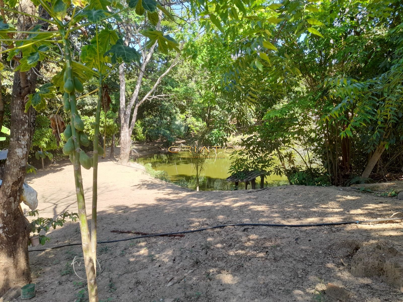 Fazenda, 145 hectares - Foto 10