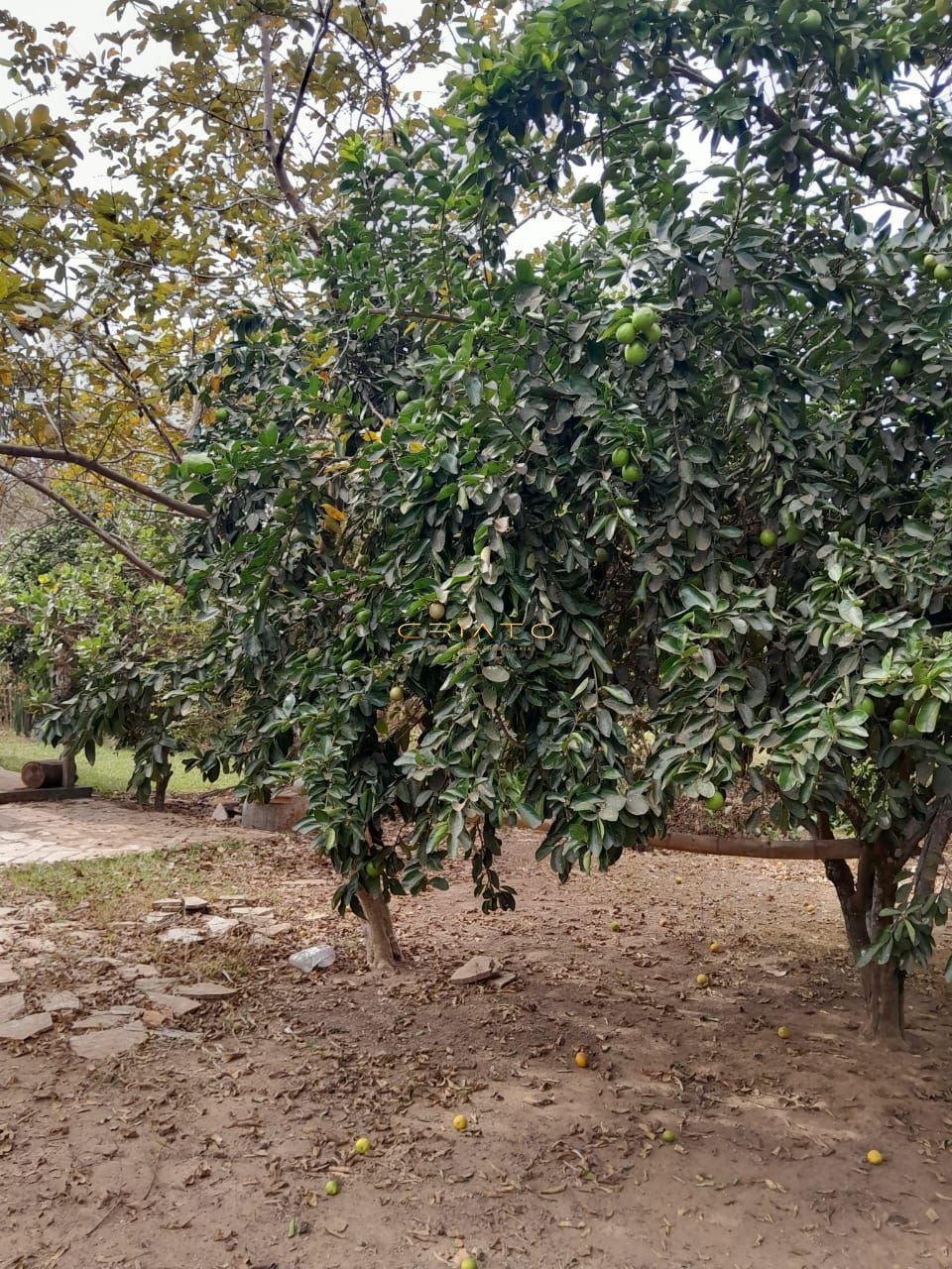 Chácara à venda com 3 quartos, 3000m² - Foto 13