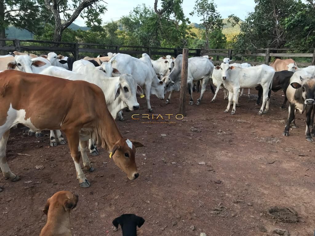 Fazenda à venda com 2 quartos, 80m² - Foto 4