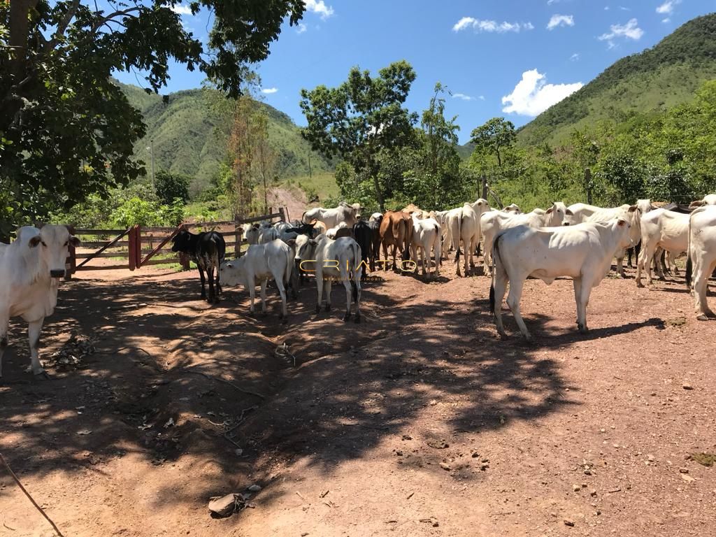 Fazenda à venda com 2 quartos, 80m² - Foto 7