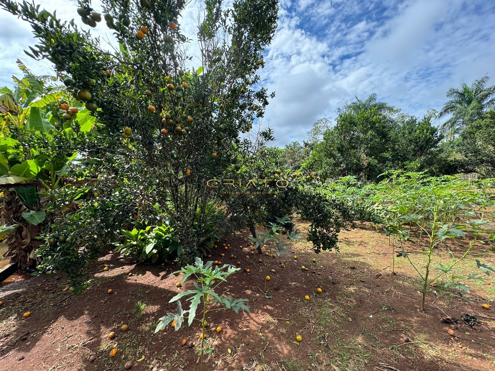 Fazenda à venda com 3 quartos, 300m² - Foto 8