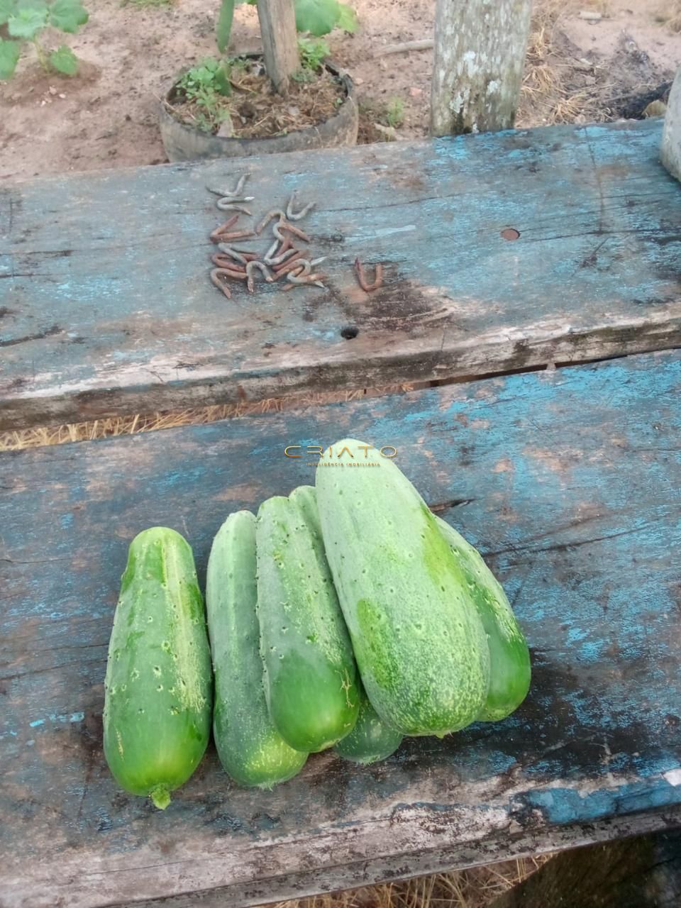 Chácara à venda com 3 quartos, 200m² - Foto 20