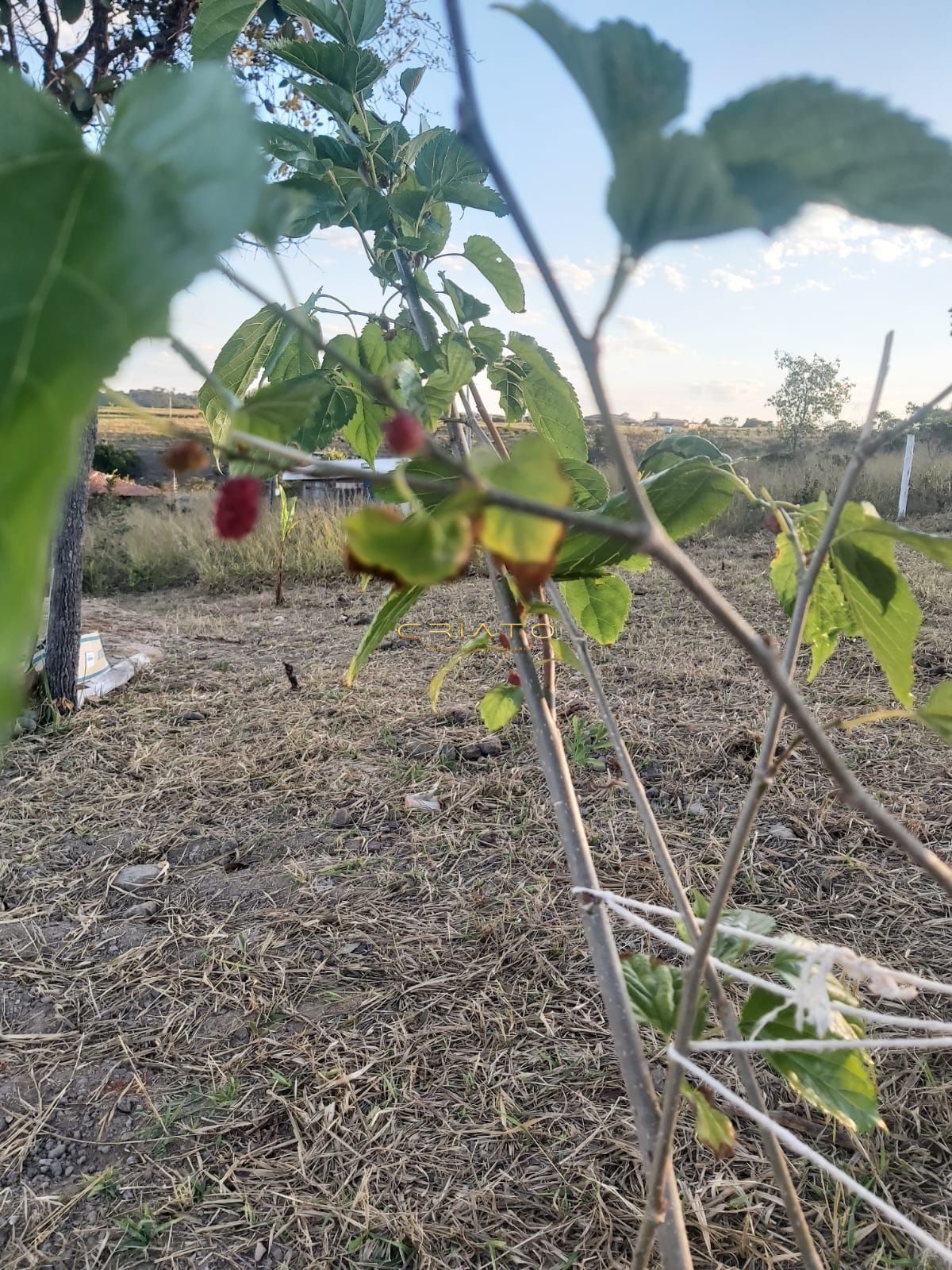 Loteamento e Condomínio à venda, 12500m² - Foto 6