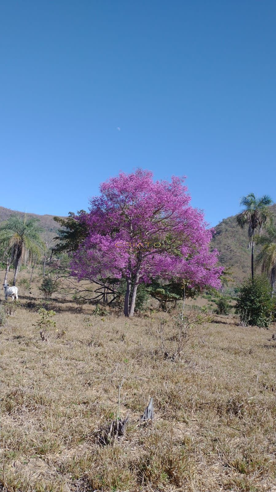 Fazenda a venda 50 mil por alqueire